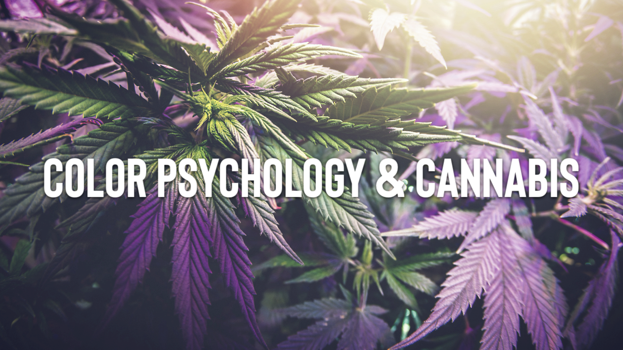 Featured image for “Color Psychology & Cannabis”