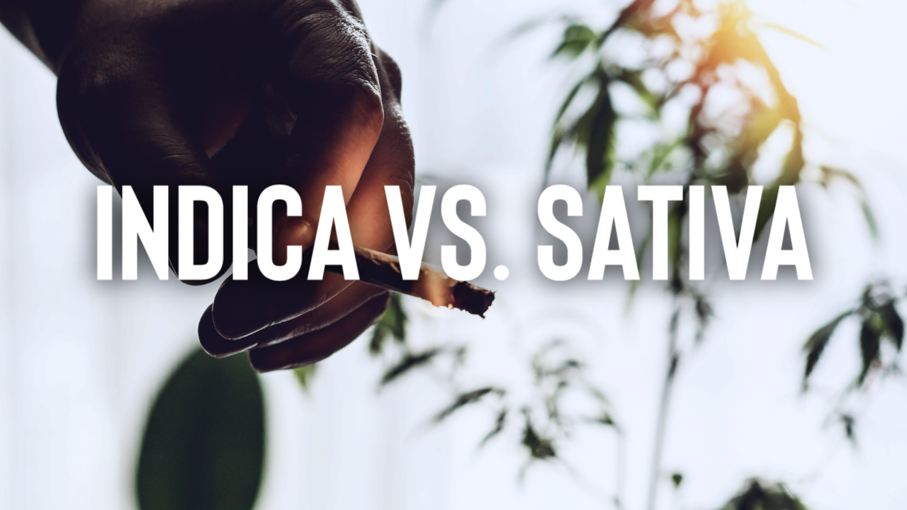 Featured image for “Indica vs. Sativa”