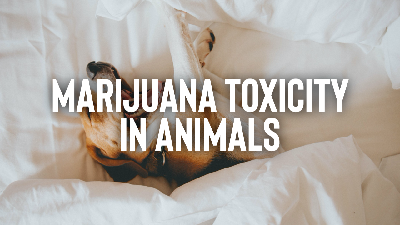 Featured image for “Marijuana Toxicity in Animals”